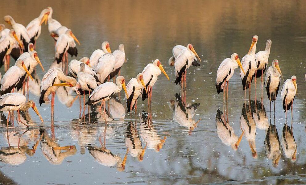 400 verschiedene Vogelarten im South Luangwa National Park