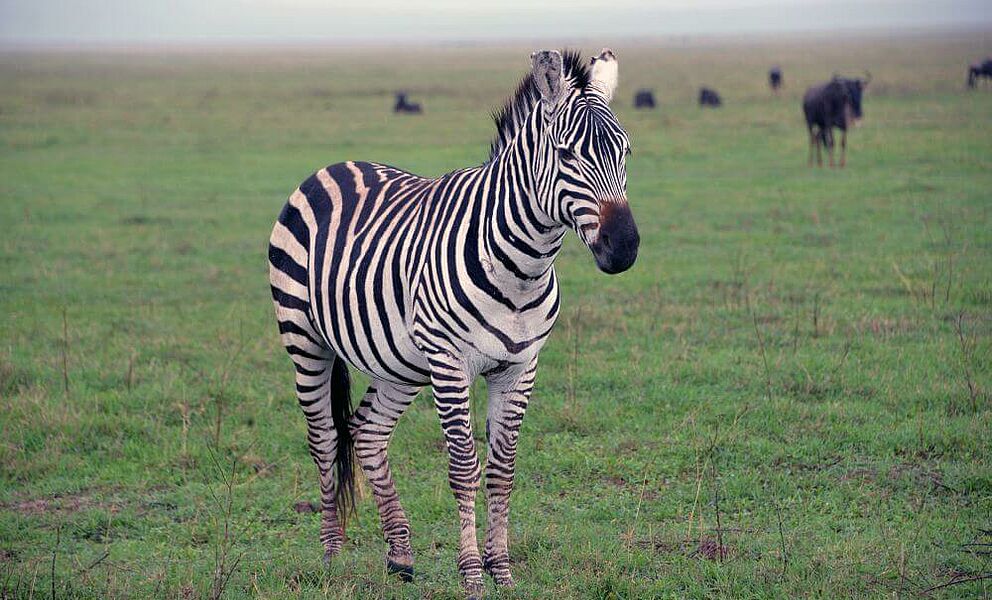 Zebra und Gnus im Ngorongoro Krater