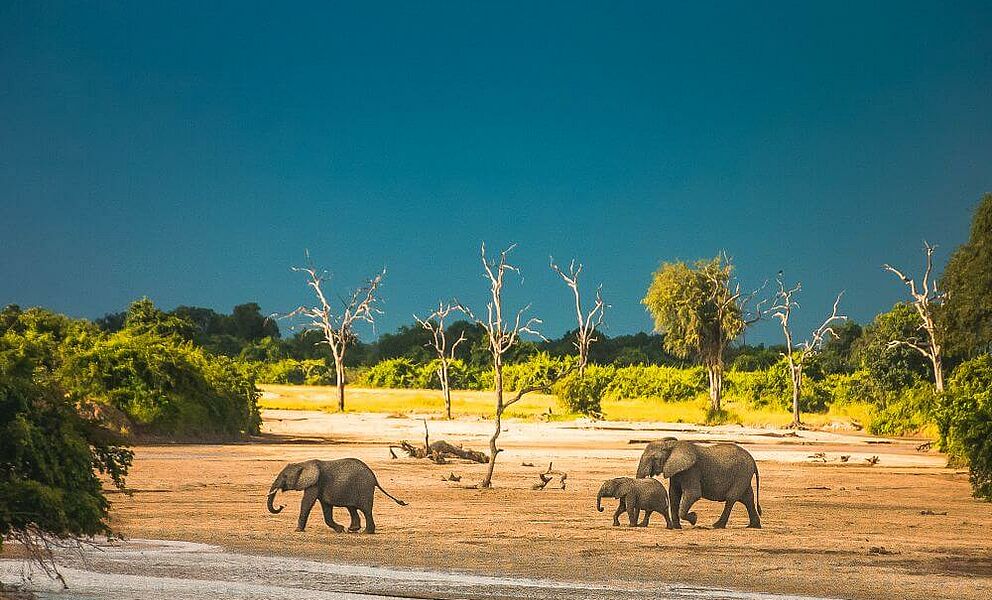 Elefanten am Luangwa Tal, Ausläufer des großen Grabenbruchs im South Luangwa National Park