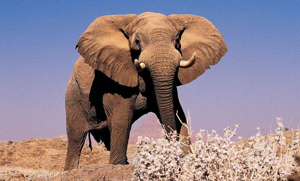 Wüstenelefant im Damaraland