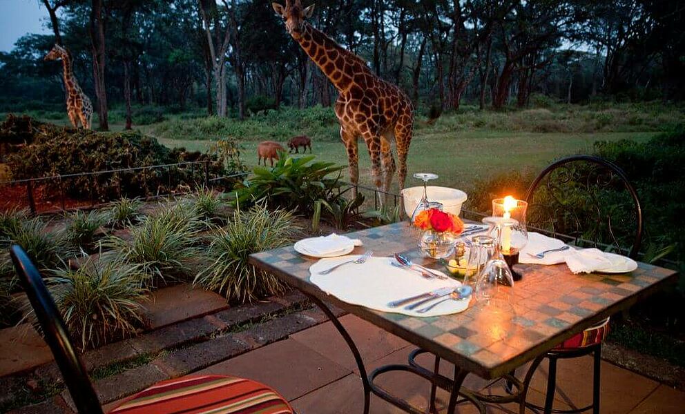 Giraffen als Begleitung zum Abendessen im Giraffe Manor