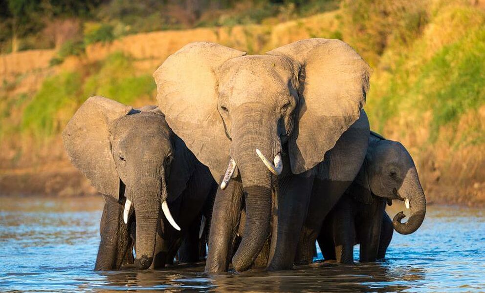Elefanten beim Baden im South Luangwa River in Sambia