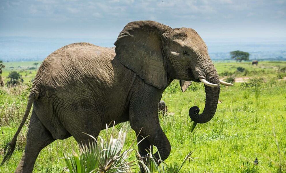 Elefant im Murchison Falls Nationalpark im nordwestlichen Uganda