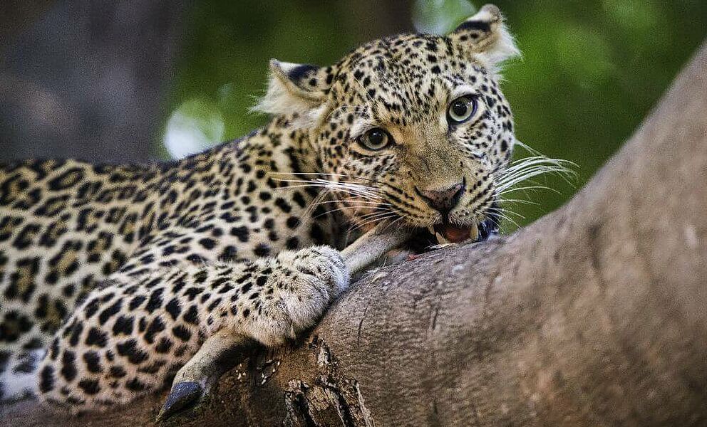 Leopard - eine ganz besondere Beobachtung!
