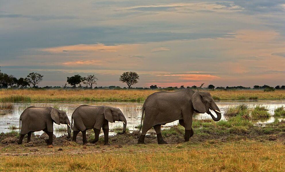 Elefanten am Kwando Fluss im Kwando Wildschutzgebiet in Botswana