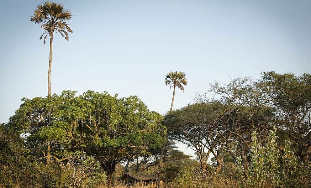 Chada Katavi Camp im Katavi Nationalpark, der drittgrößte und wohl unberührteste Nationalpark Tansanias