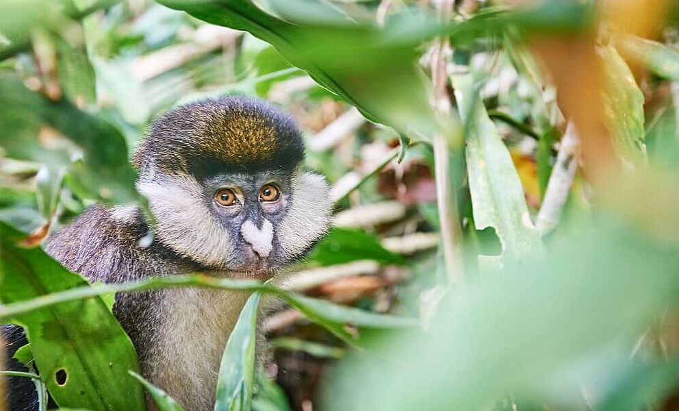 Höchste Bevölkerungsdichte von Primaten in ganz Afrika
