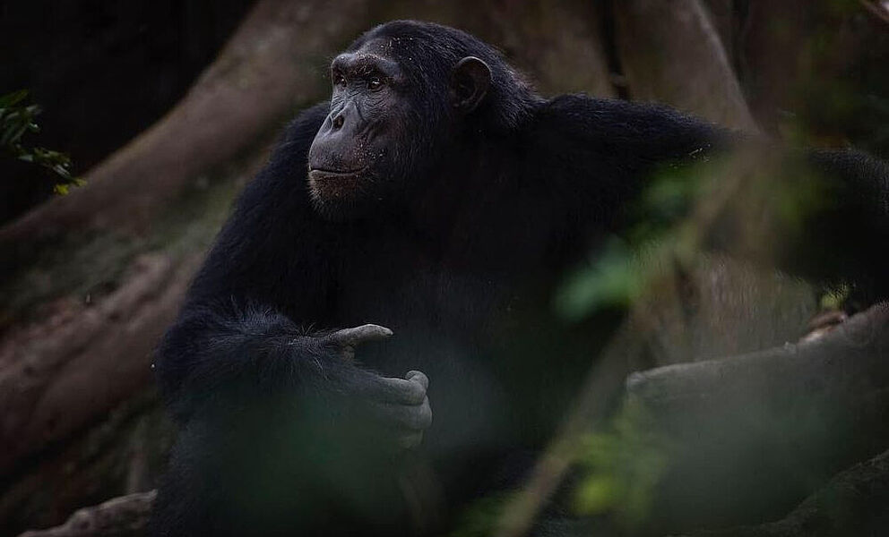 Das Sonnenlicht kommt selten bis an den Dschungelboden, dennoch sichtet man mit etwas Glück die Schimpansen 