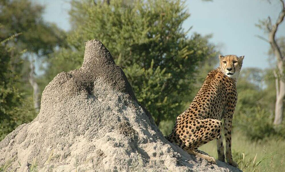 Gepard auf einem Termitenhügel im Kwando Wildschutzgebiet