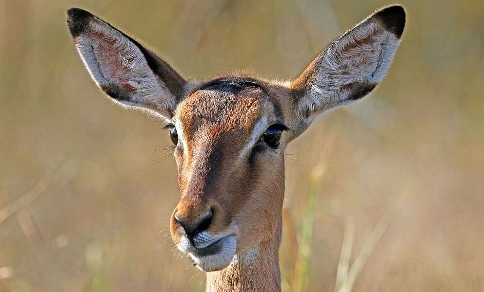 Neugieriges Impala