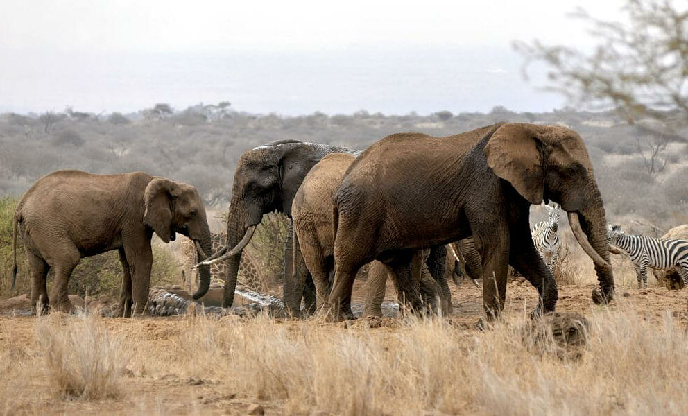Elefantenherden im Amboseli National Park