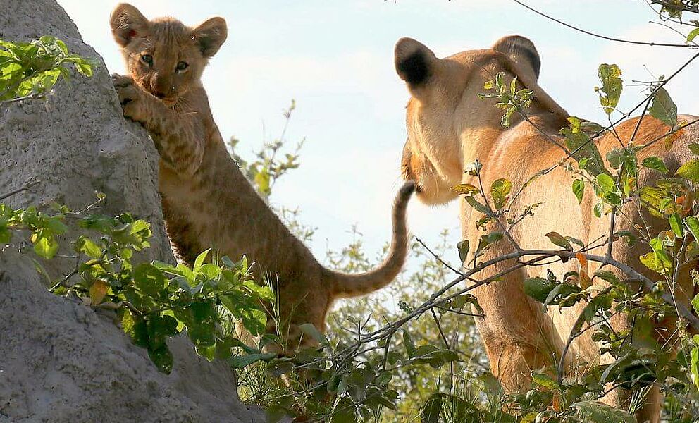 Löwenfamilie im Kwando Wildschutzgebiet