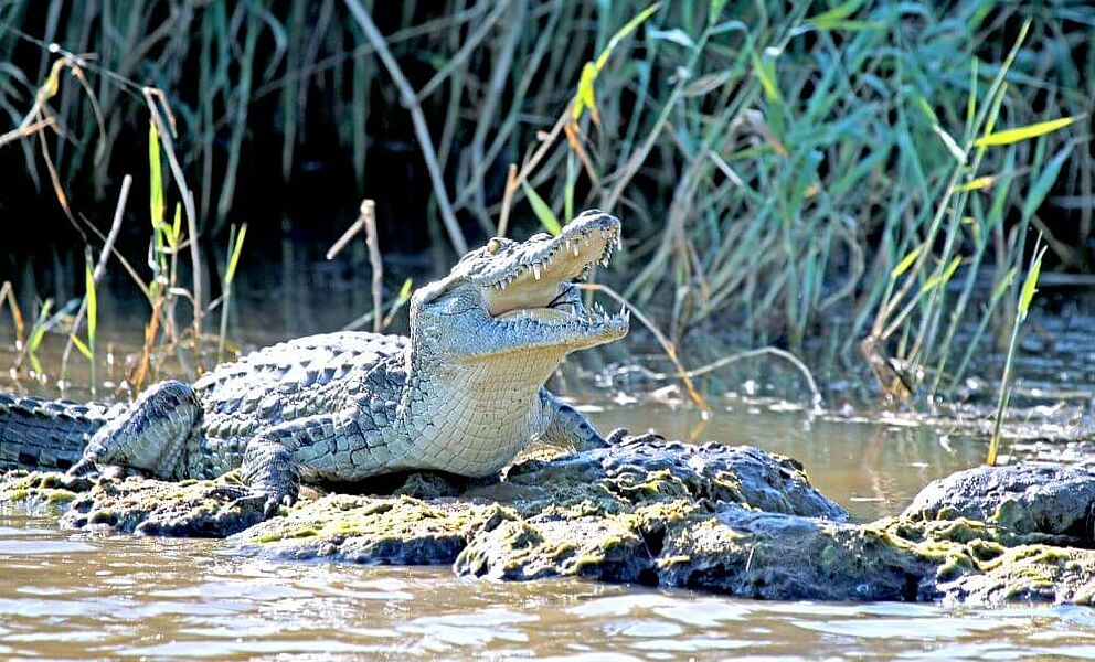 Krokodile im Kwando Fluss in Botswana