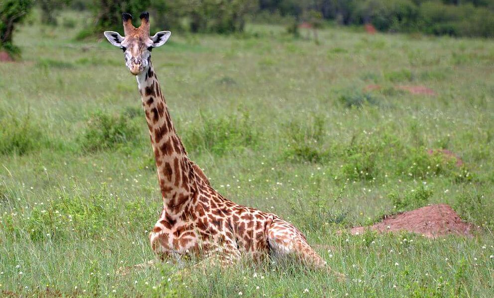 Giraffe sitzend im Kwando Wildschutzgebiet