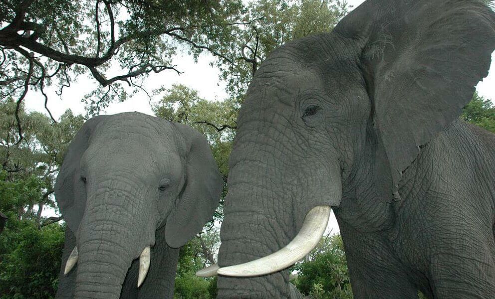 Neugierige Elefanten ;-)