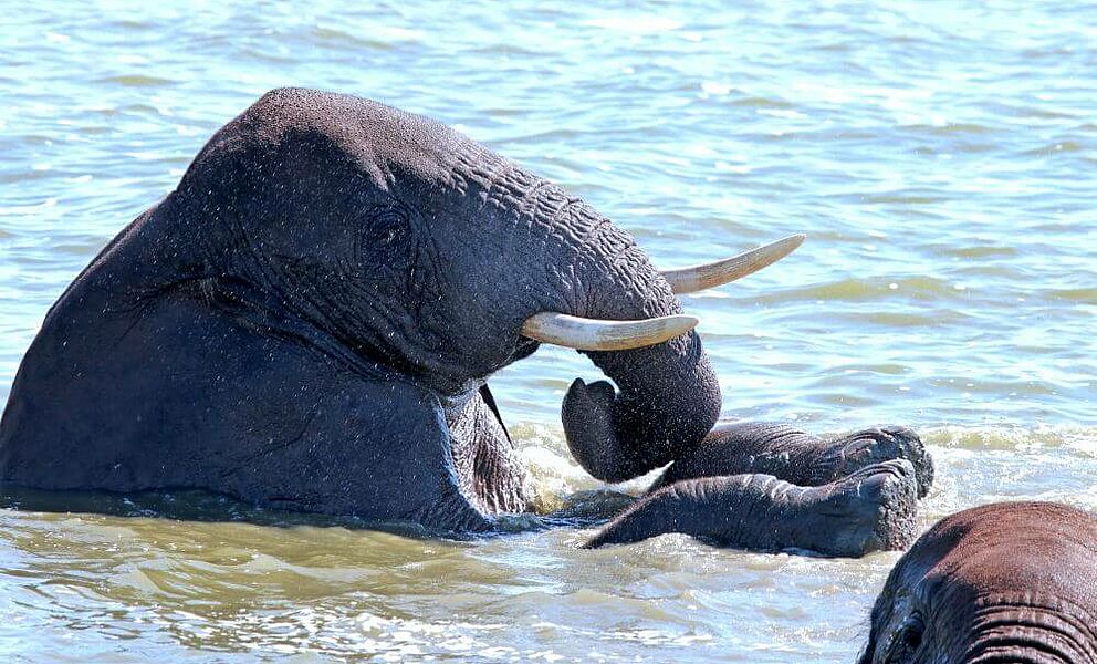 Elefanten badend im Chobe River