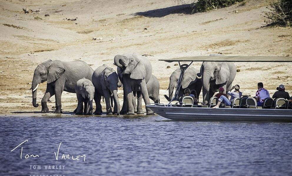 Elefanten am Chobe Fluss in Botswana