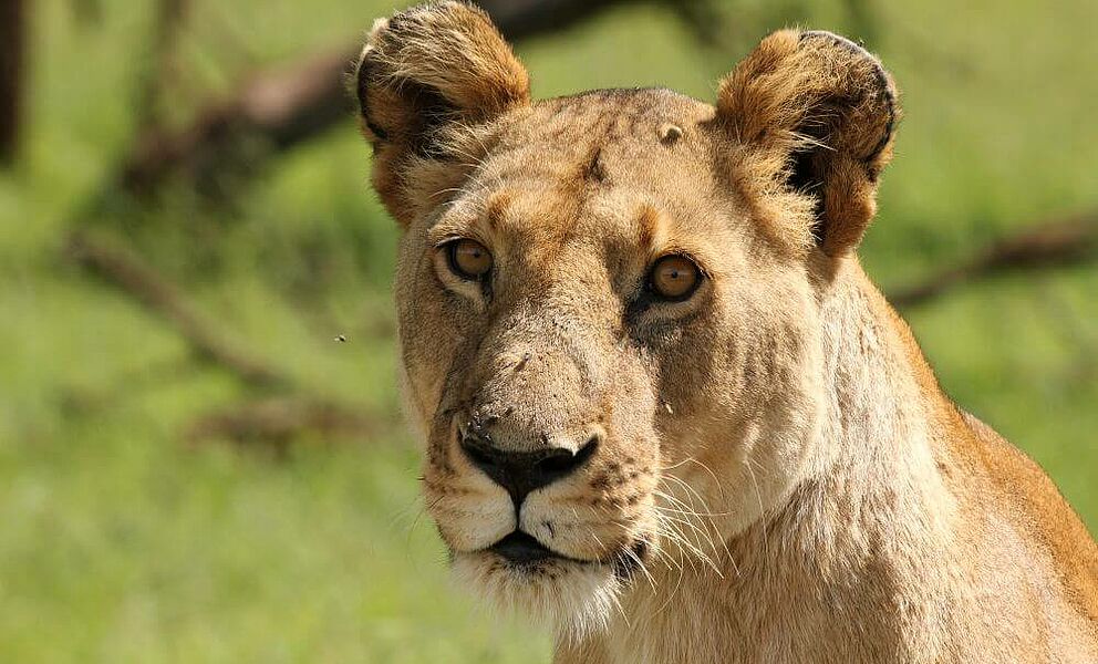 Neugierige Löwin im Chobe National Park