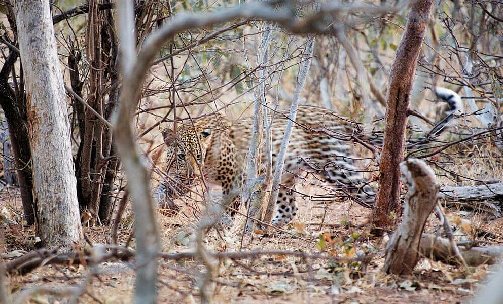 Scheuer Leopard im Chobe National Park 