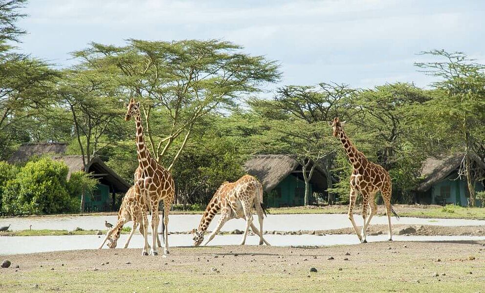 Giraffen am Wasserloch im Camp
