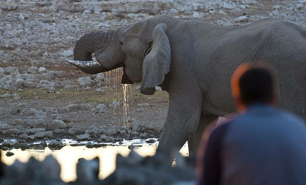 Wasserloch mit Elefant