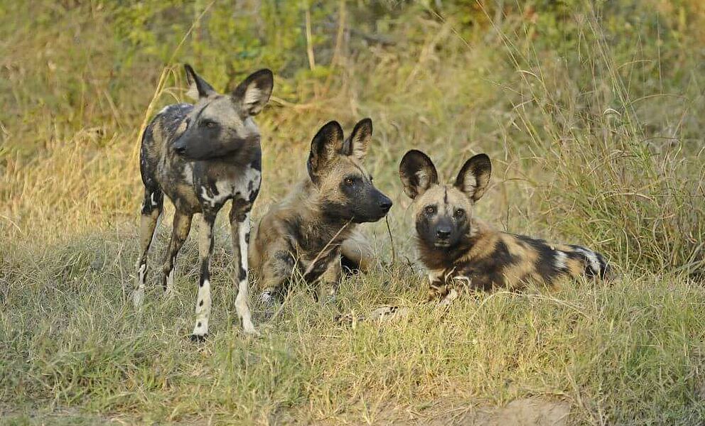 Afrikanische Wildhunde im Linyanti Gebiet