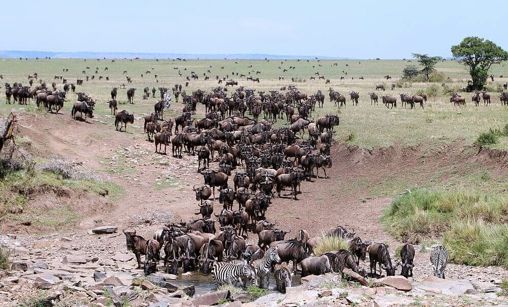 Gnu Wanderung in der Masai Mara