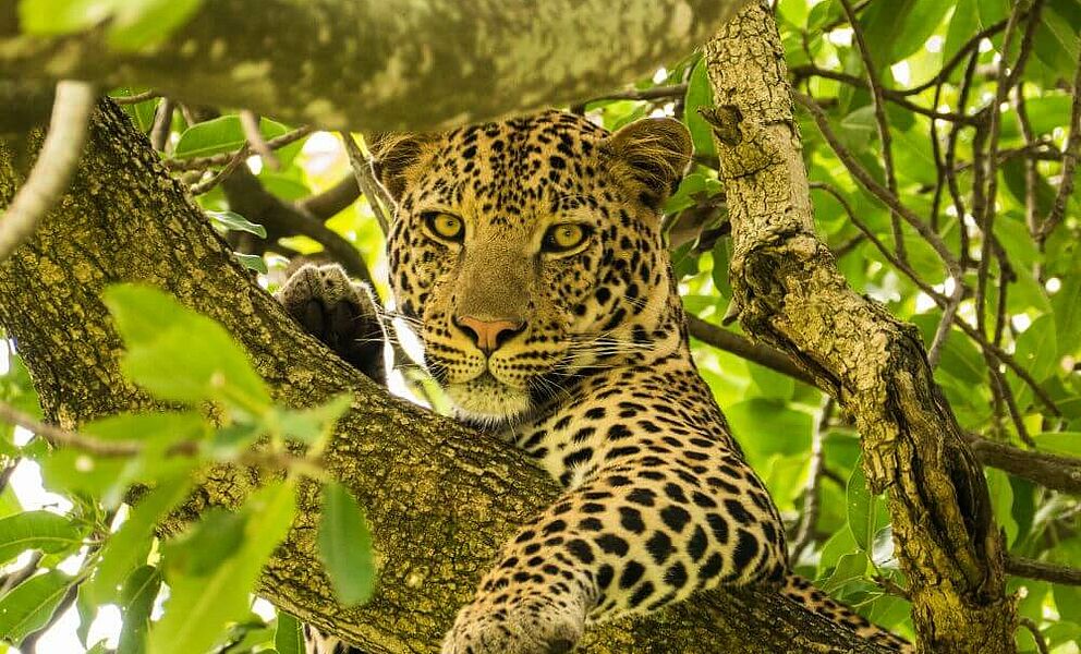 Leoparden werden mit viel Glück im Baum gesichtet