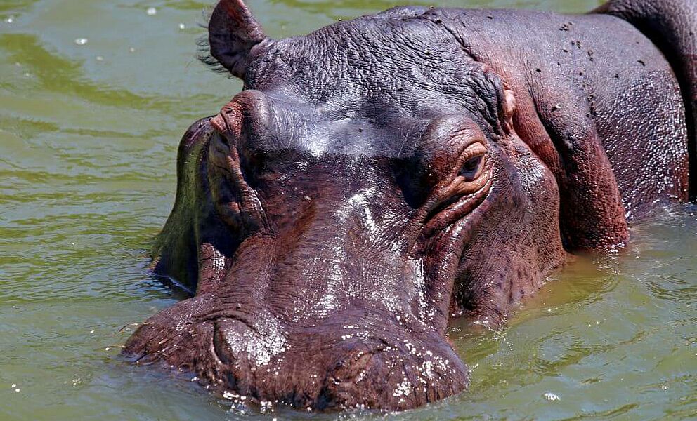Hippos im Überfluss