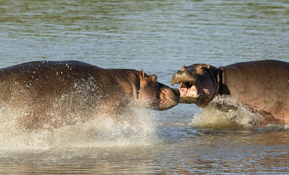 Große Herden Nilpferde im South Luangwa River