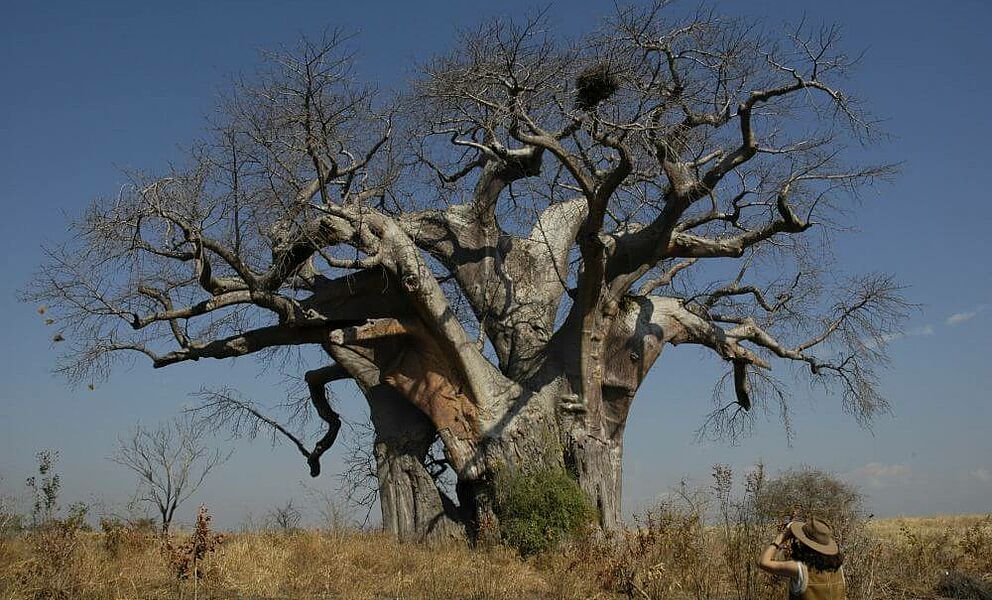 Baobab Baum 