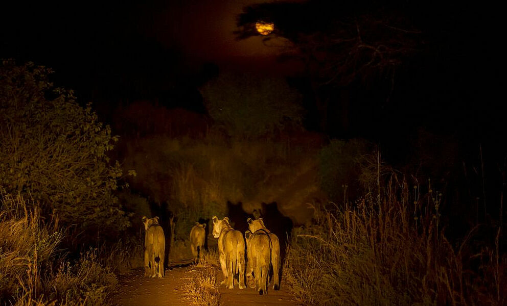 Löwen in der Dunkelheit aufgespürt im Ruaha National Park
