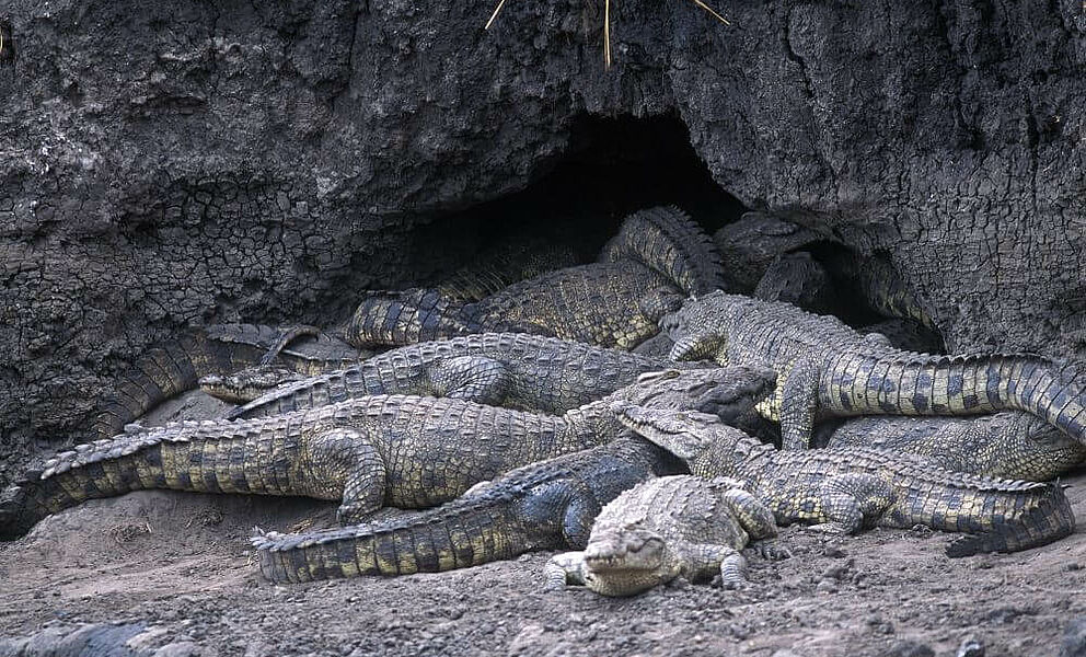 Krokodile im Katavi National Park