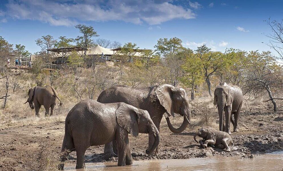 Elefanten am Wasserloch des Elephant Camps in Simbabwe