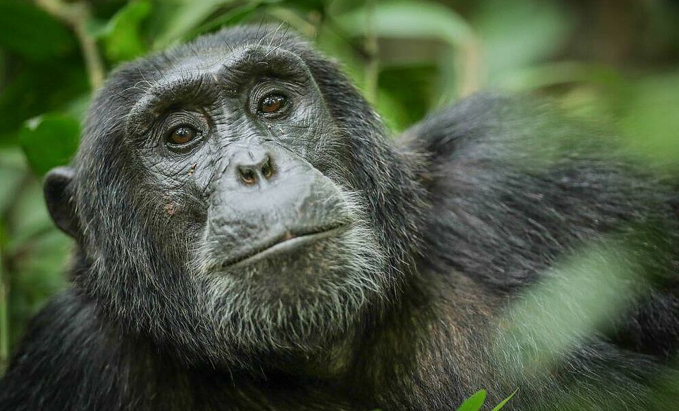 Schimpansentrecking im Kibale National Park