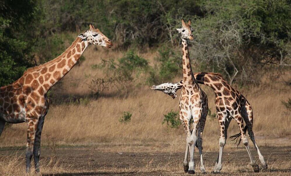 Giraffen im Lake Mburo National Park