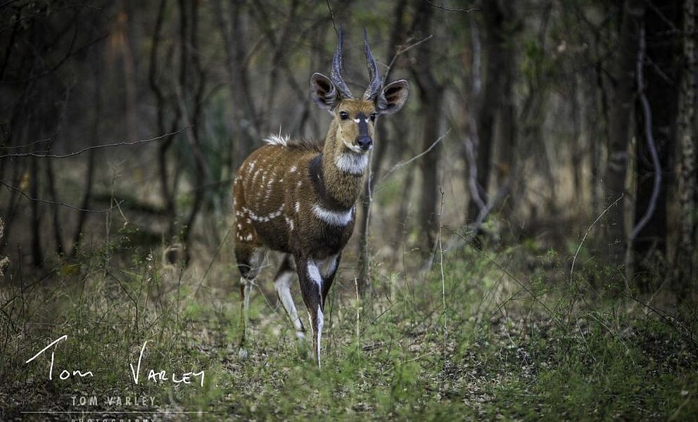 Antilope im Chobe National Park