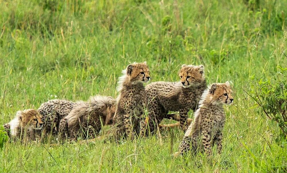 Gepardenfamilie in der Masai Mara