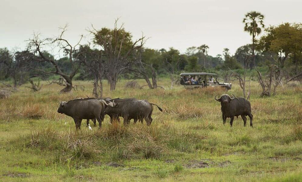 Auf Safari im Okavango Delta