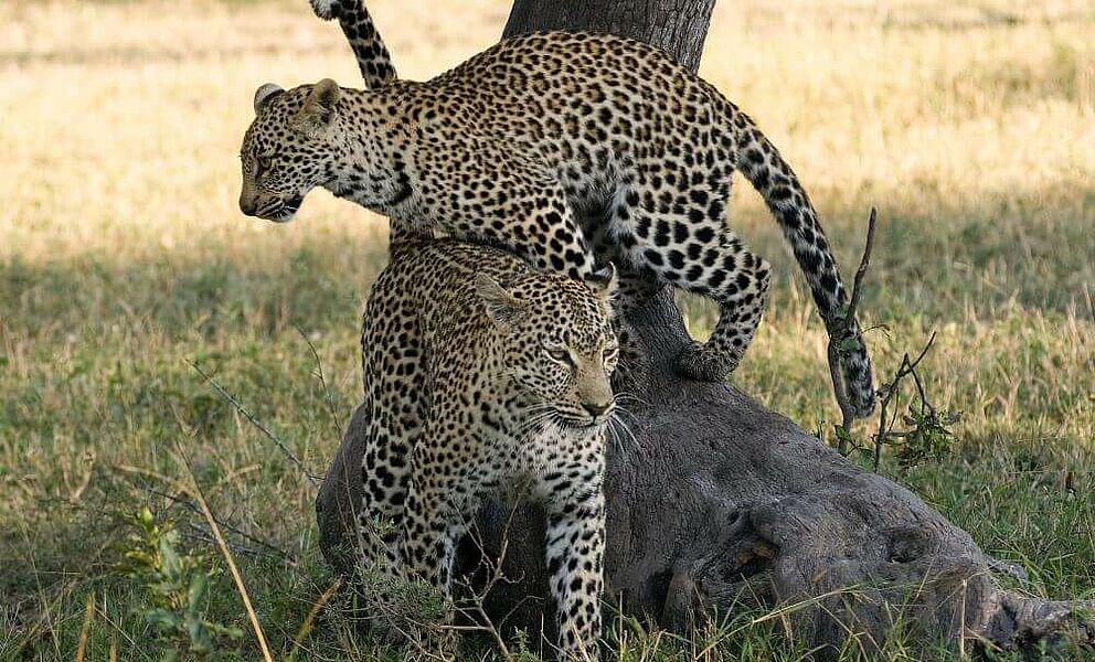 Mit etwas Glück entdeckt man auch Leoparden auf der Safari, gleich 2 Leoparden ist schon großes Glück