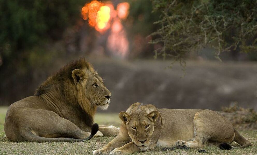Löwen im South Luangwa Nationalpark