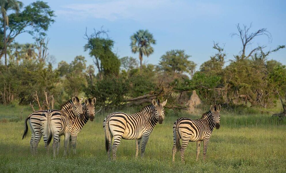 Zebras im Delta