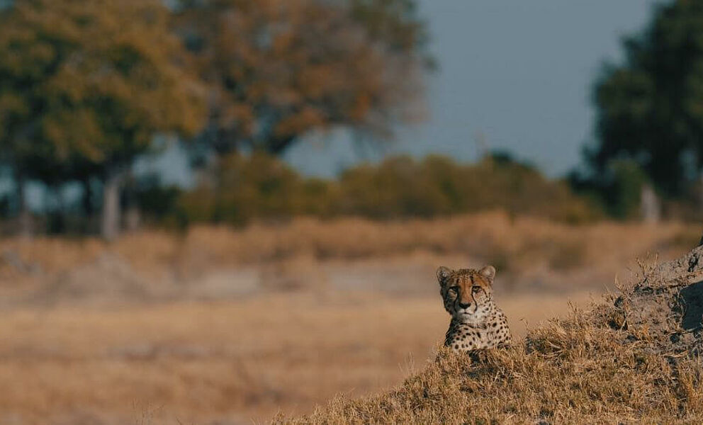 Gepard beim Verstecken hinter einem Termitenhügel