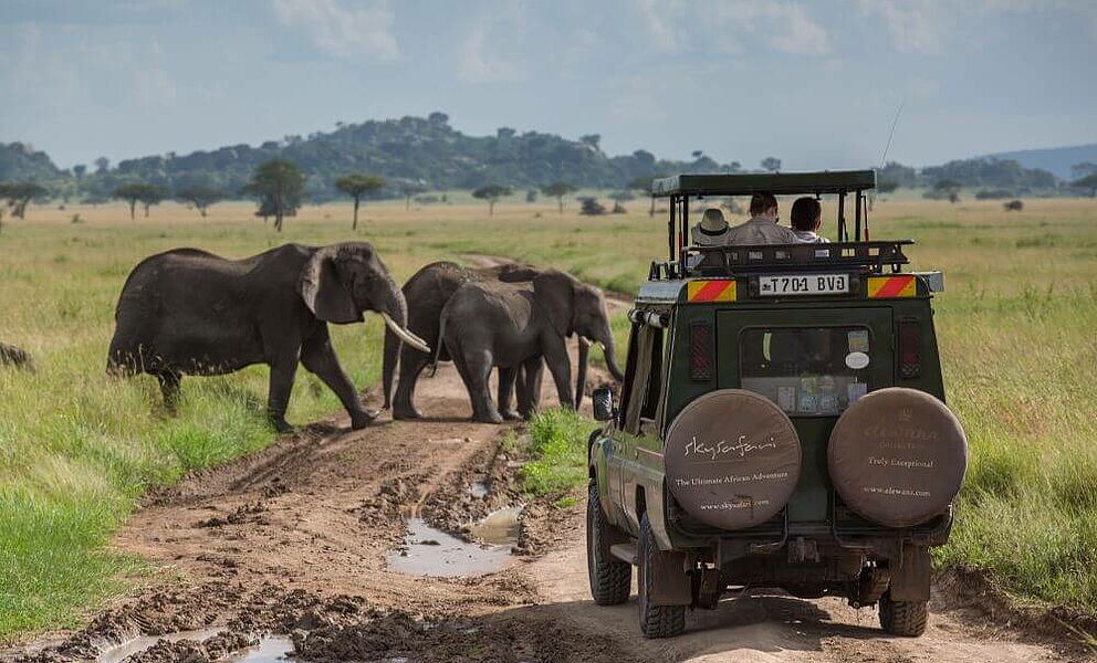 Auf Safari in der Serengeti