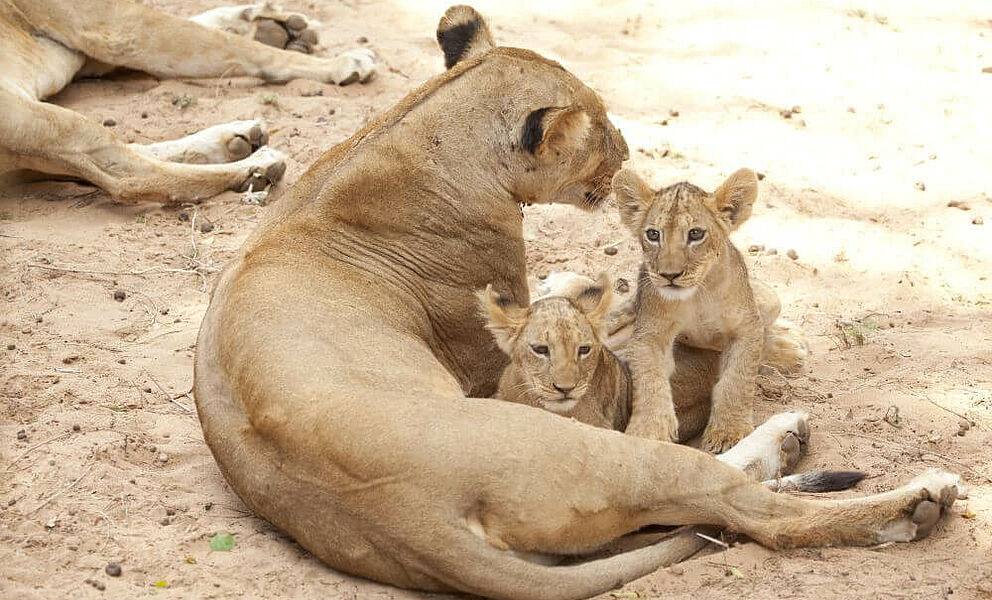 Löwen im Samburu National Park
