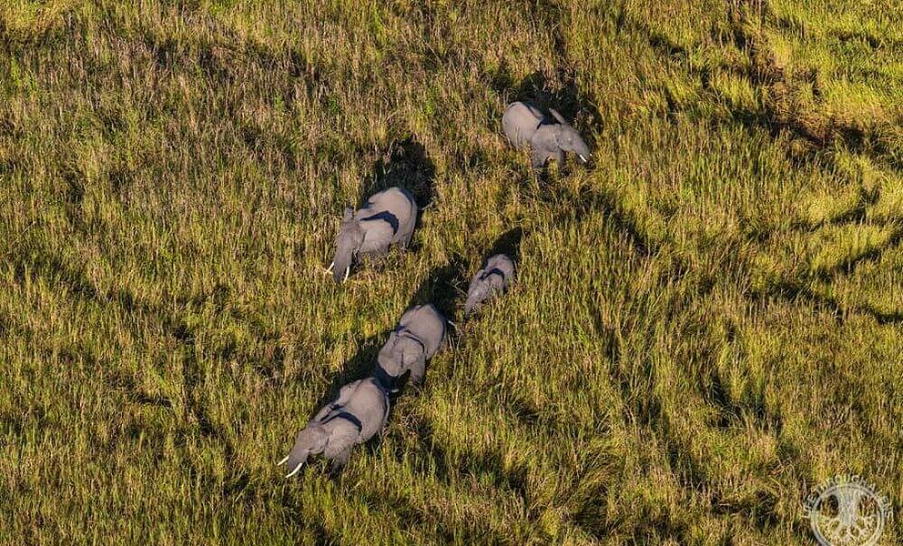 Elefanten von oben im Luambe National Park