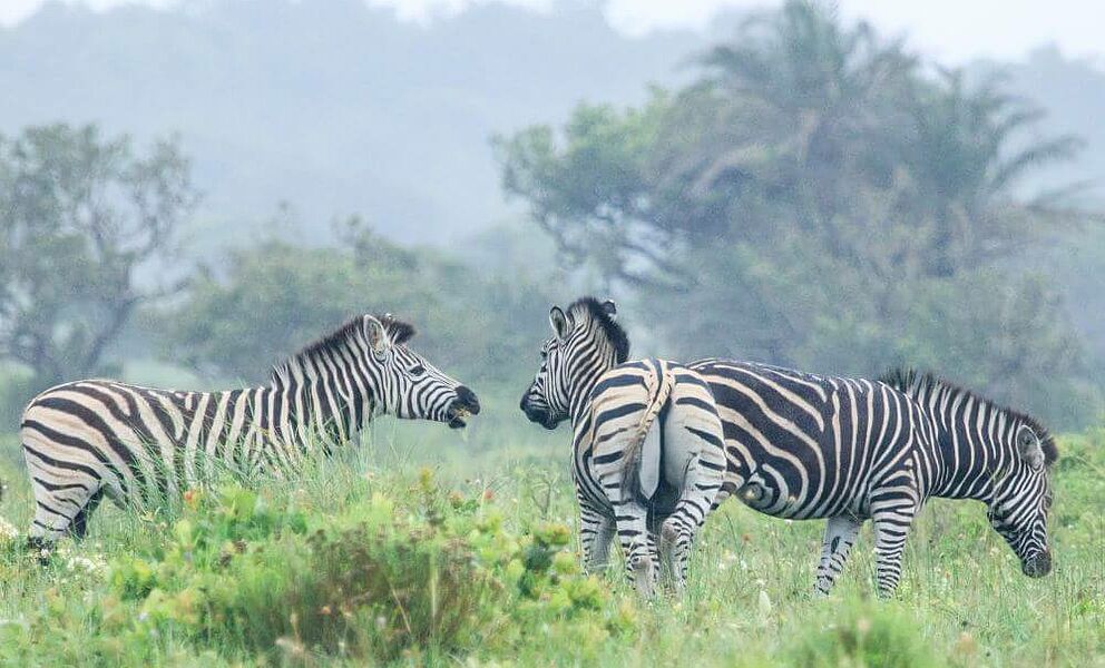 Zebras im iSimangaliso Wetland Park