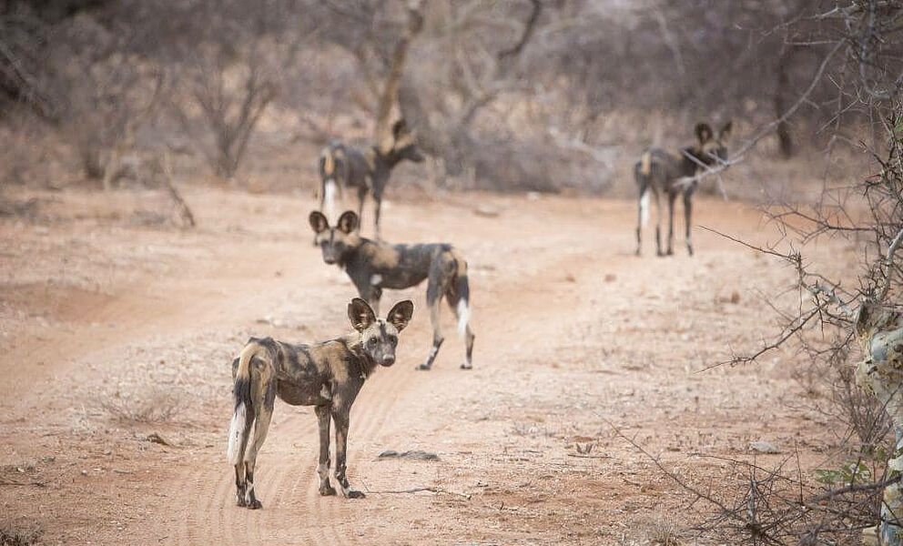 Wildhunde im Samburu National Park