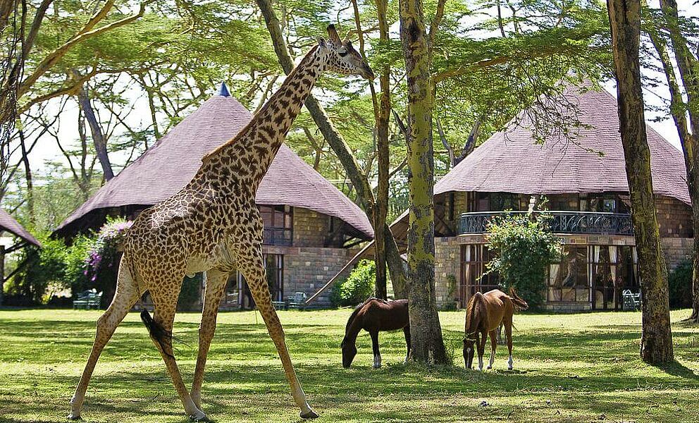 Giraffen in der Gartenanlage der Lake Naivasha Sopa Lodge