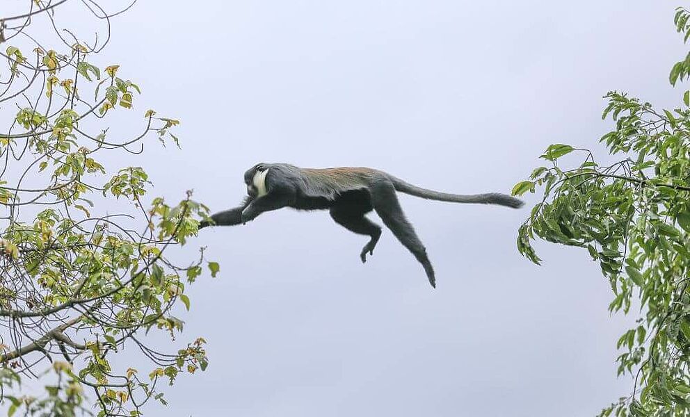 Diverse Primaten im Bwindi National Park